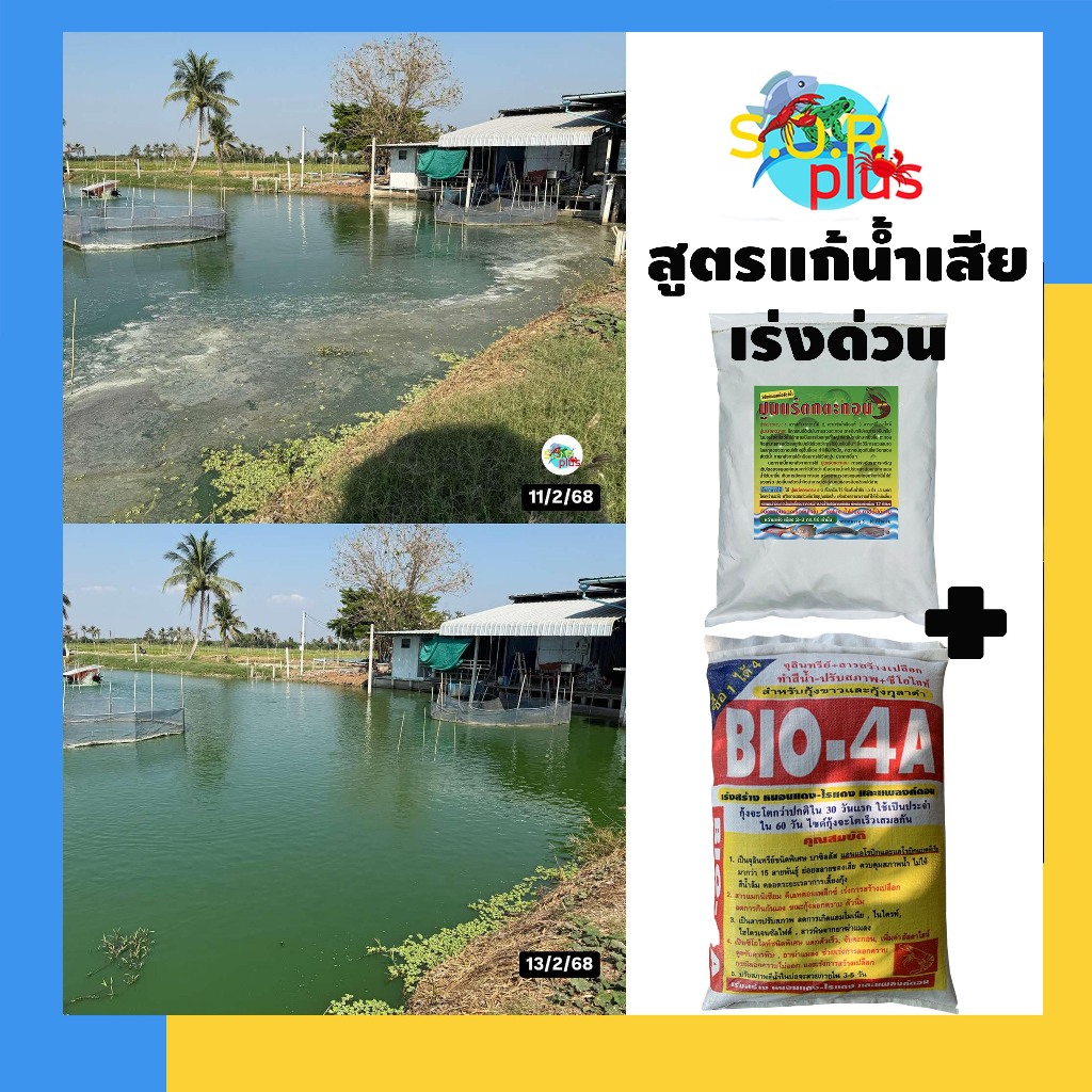 Bio 4A ไบโอ4เอ เพื่อสร้างแพลงก์ตอน กระตุ้นพื้นบ่อให้ฟื้นตัว สร้างแหล่งอาหารธรรมชาติ ไรแดง สร้างน้ำสีเขียวธรรมชาติ - รูปที่ 3