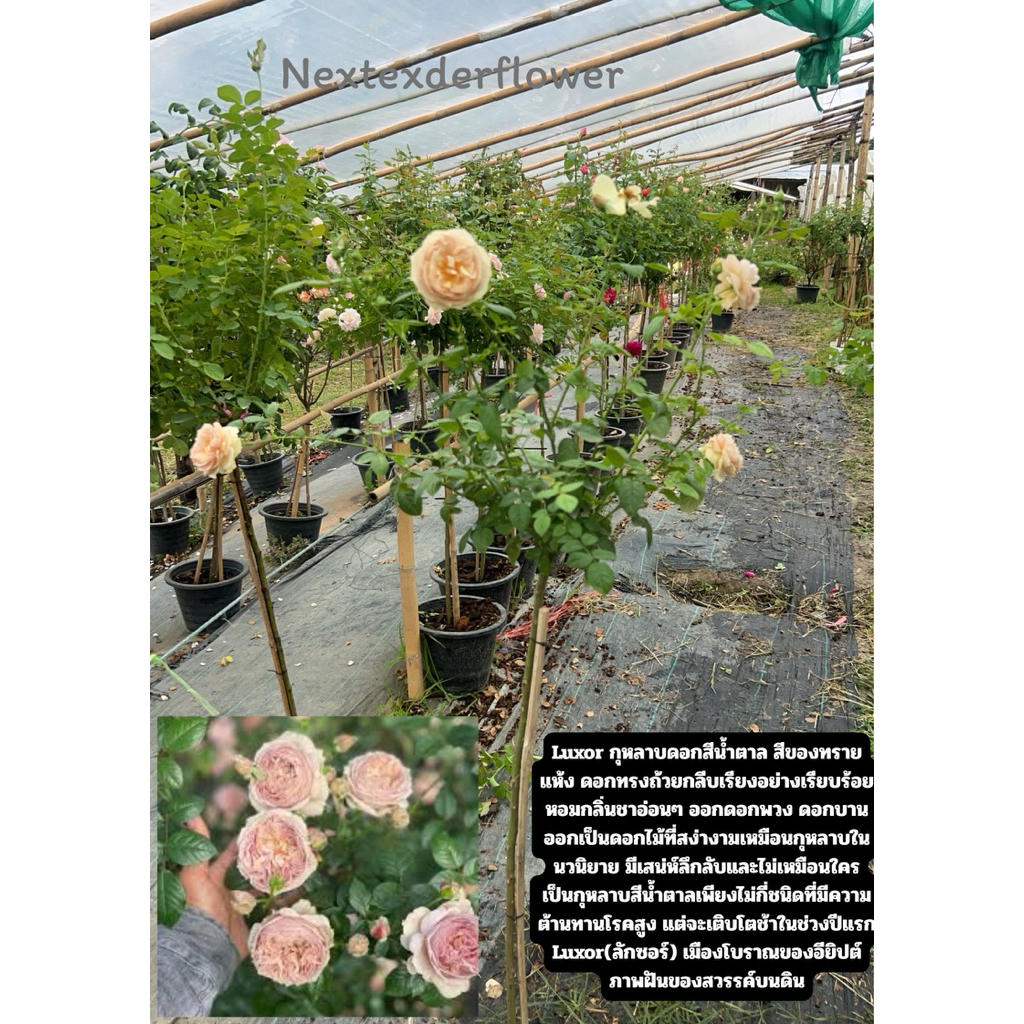 ทรีโรส ถุงขาวคละสายพันธุ์ ตอ100 ซม. สูงรวมพุ่ม 140-160 ซม. อายุ 6 เดือนสามารถเลือกพันธุ์ตามรูปภาพได้ค่ะ กุหลาบสวยแข็งแรง