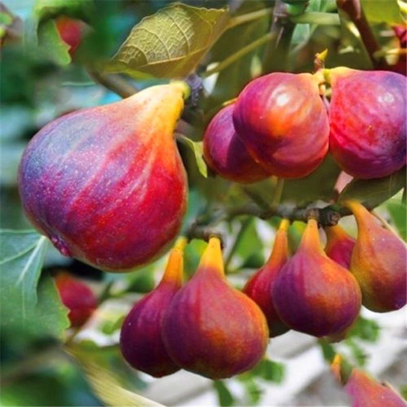 🌱ปลูกง่าย Fig Tree Seed 200เมล็ด/แพ็ค เมล็ดมะเดื่อฝรั่ง Figs สายพันธุ์ ของแท้ 100% มะเดื่อฝรั่ง หรือ