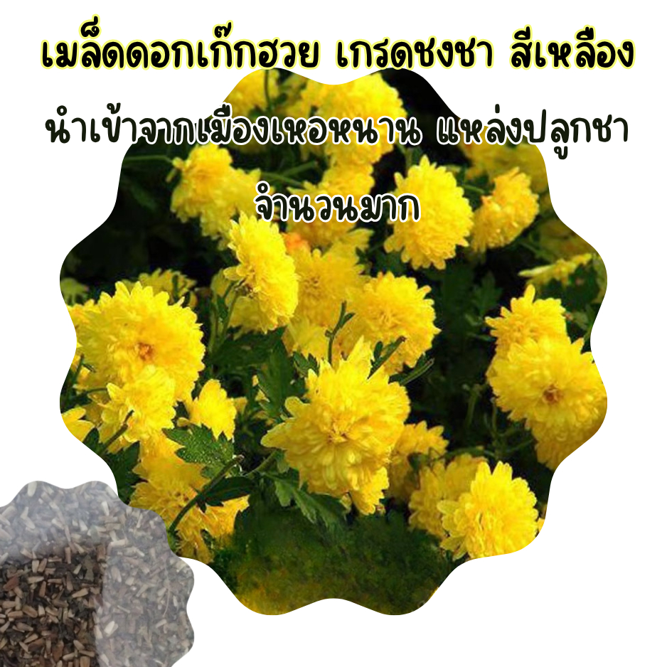 เมล็ดดอกเก๊กฮวยเกรดชงชา (Chrysanthemum Tea Grade Seeds)  นำเข้าจากเมืองเหอหนาน ประเทศจีน – พันธุ์แท้คุณภาพสูง