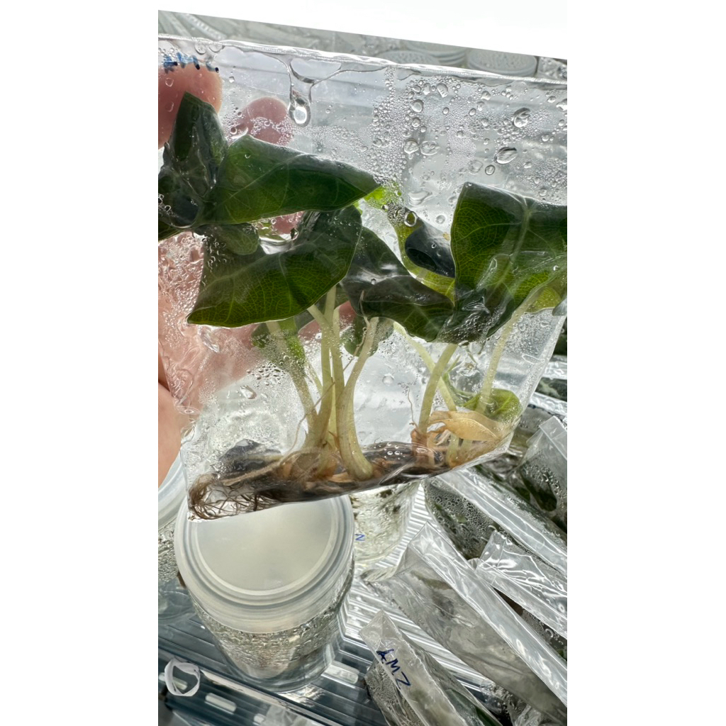 Alocasia amazonica แก้วสารพัดนึกใบใหญ่ (ตัวผู้) แบบเนื้อเยื่อ 5 ต้น