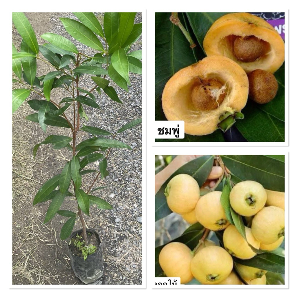 ต้นชมพู่น้ำดอกไม้ ไม้โบราณ (50-70cm)