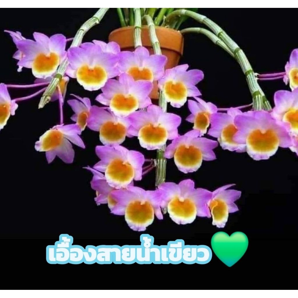 เอื้องสายน้ำเขียว 1 ต้นพันธุู์3-4กิ่งผลัดใบนำไปปลูกเอง