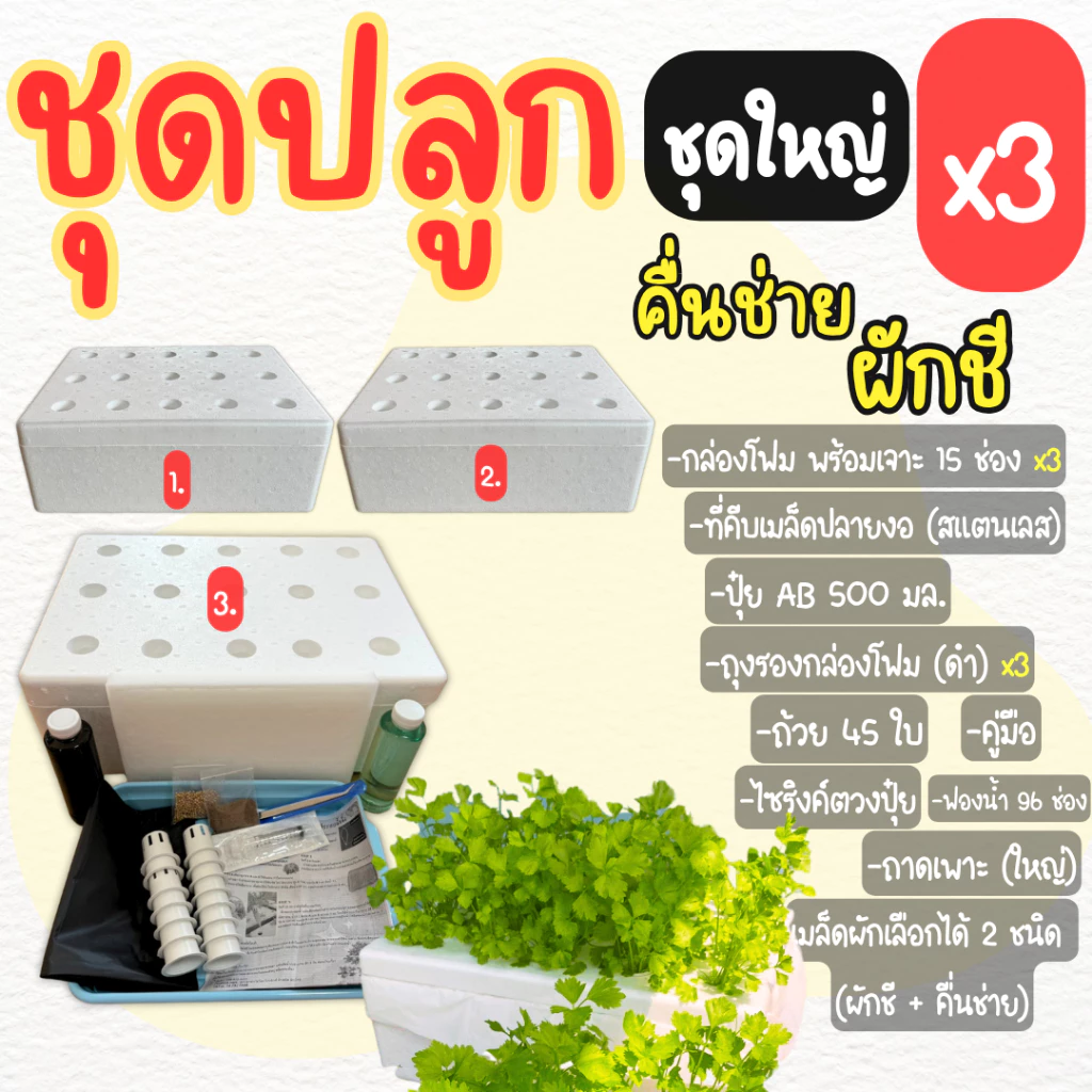 ชุดใหญ่ปลูกผักชี คื่นฉ่าย ชุดปลูกผักชี คื่นฉ่าย ไฮโดรโปนิกส์ (ชุดกล่อง 3 ใบ)