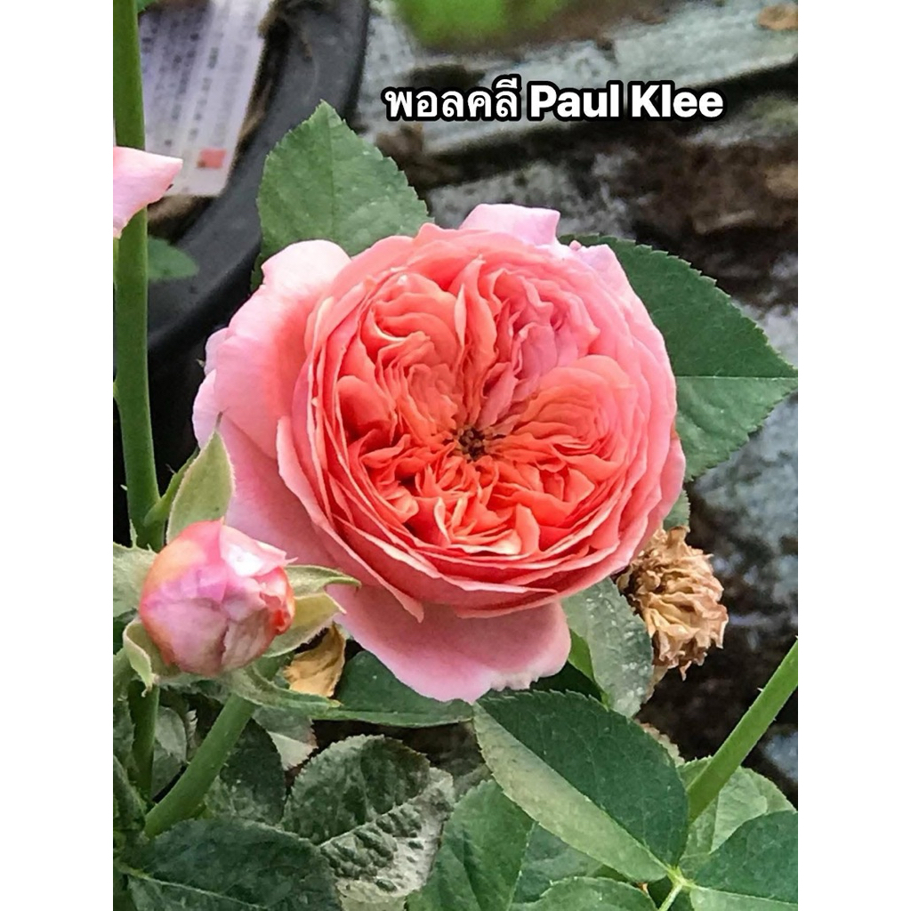 กุหลาบ-พอลคลี “Paul Klee” สีส้ม ดอกดก หอมแรง กลิ่นผลไม้ผสมกลิ่นชา