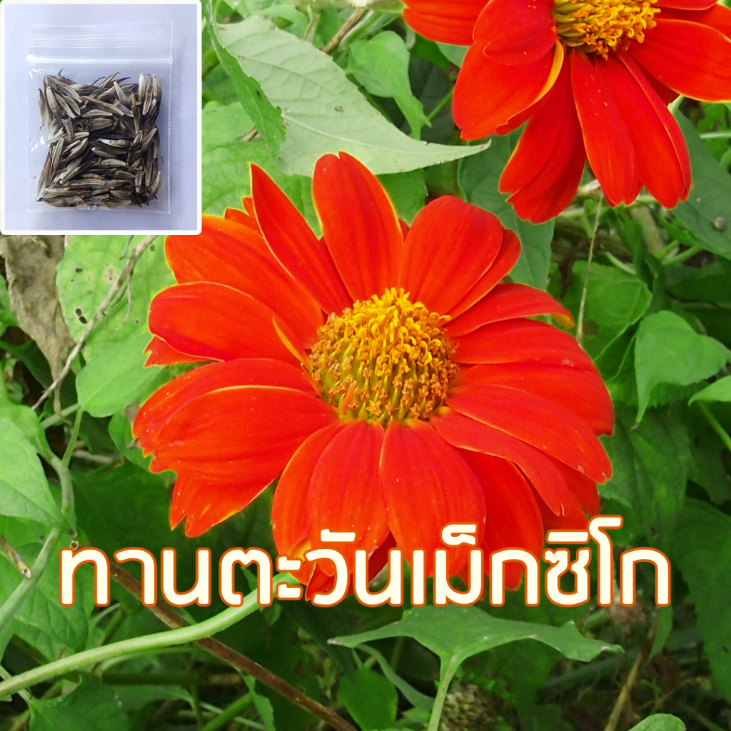 ดอกทานตะวันเม็กซิโก ซองละ 100 เมล็ด ## เมล็ดพันธุ์ ทานตะวันเม็กซิกัน ทานตะวันแม็กซิโก ทานตะวัน เมล็ดดอกไม้ เมล็ดทานตะวัน