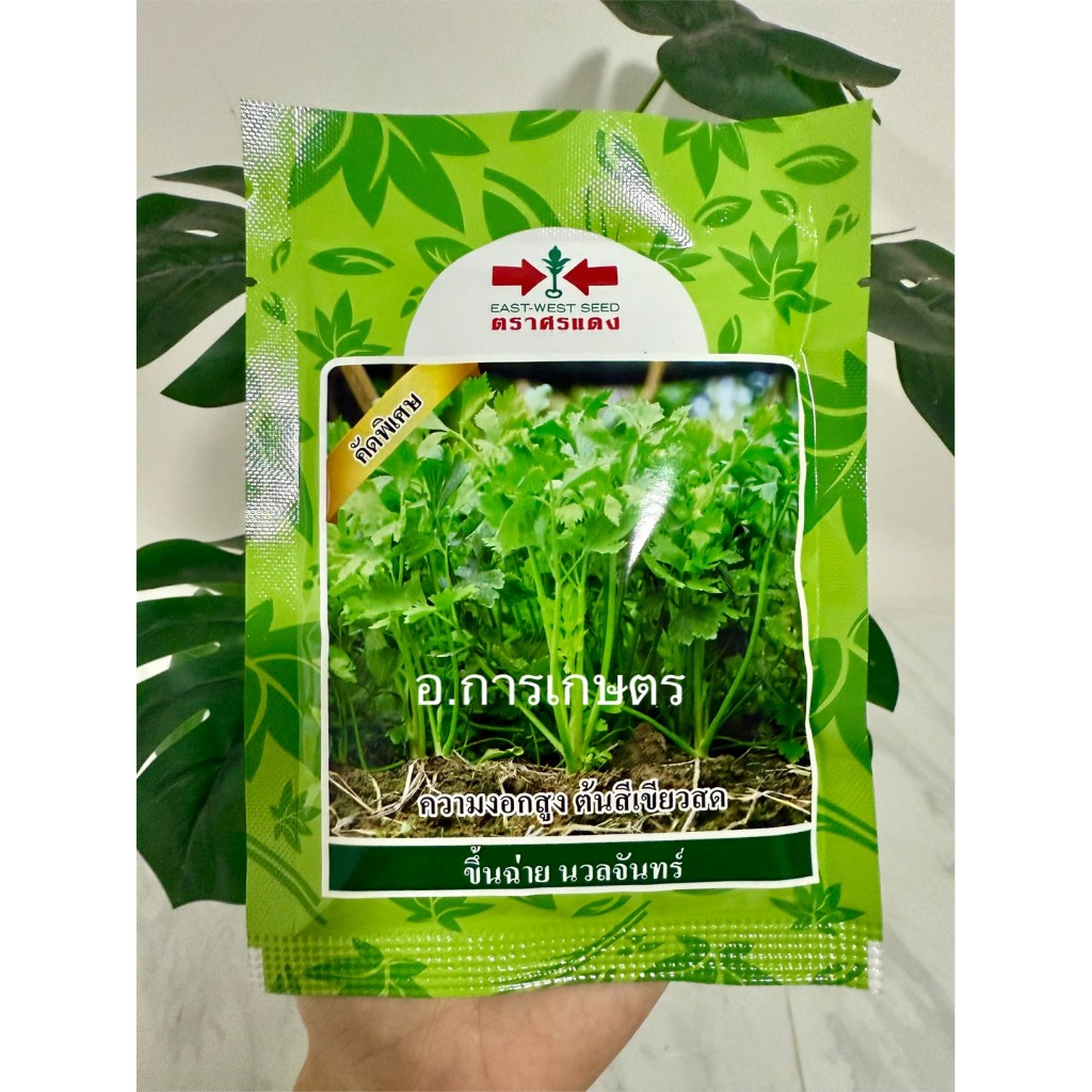 ใช้โค้ตพร้อมกันได้ขึ้นฉ่าย คื่นฉ่าย นวลจันทร์ ขนาด 50กรัม ตราศรแแดง ความงอกสูง ต้นสีเขียวสด เมล็ดผัก
