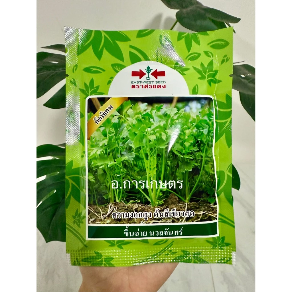 ใช้โค้ตพร้อมกันได้ขึ้นฉ่าย คื่นฉ่าย นวลจันทร์ ขนาด 50กรัม ตราศรแแดง ความงอกสูง ต้นสีเขียวสด เมล็ดผัก