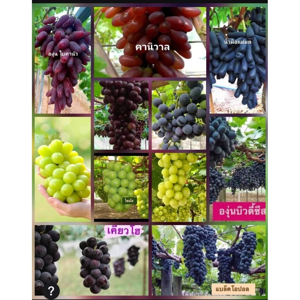 องุ่นเสียบยอดพันธุ์ดีทุกสายพันธุ์ ชื้อ5แถม1ฟรี