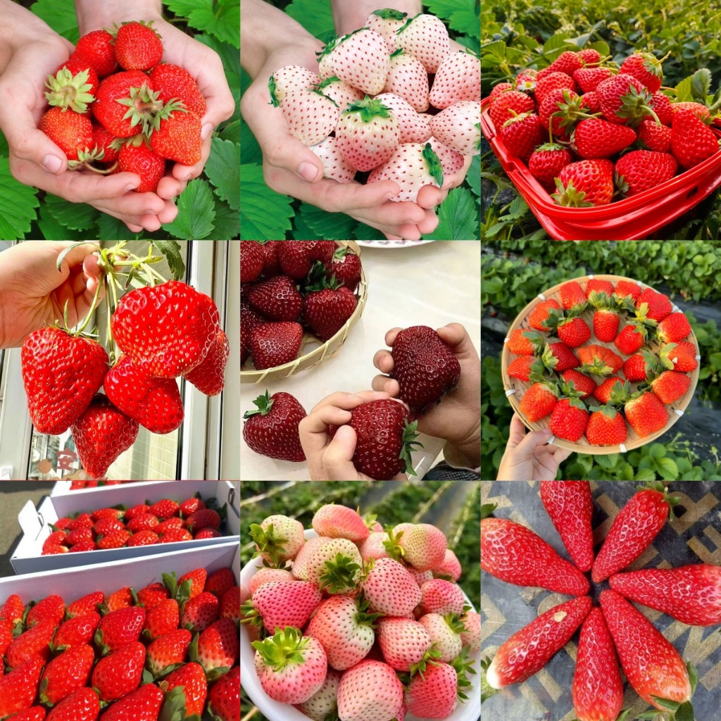 [ซื้อ 5 แถม 5 ฟร]เมล็ดพันธุ์ สตรอเบอร์รี่ 228 ชิ้น ขาว สตรอเบอร์รี่ กลิ่น เมล็ดสตรอเบอร์รี่ ยักษ์ ปลูกง่าย – โปรปัง