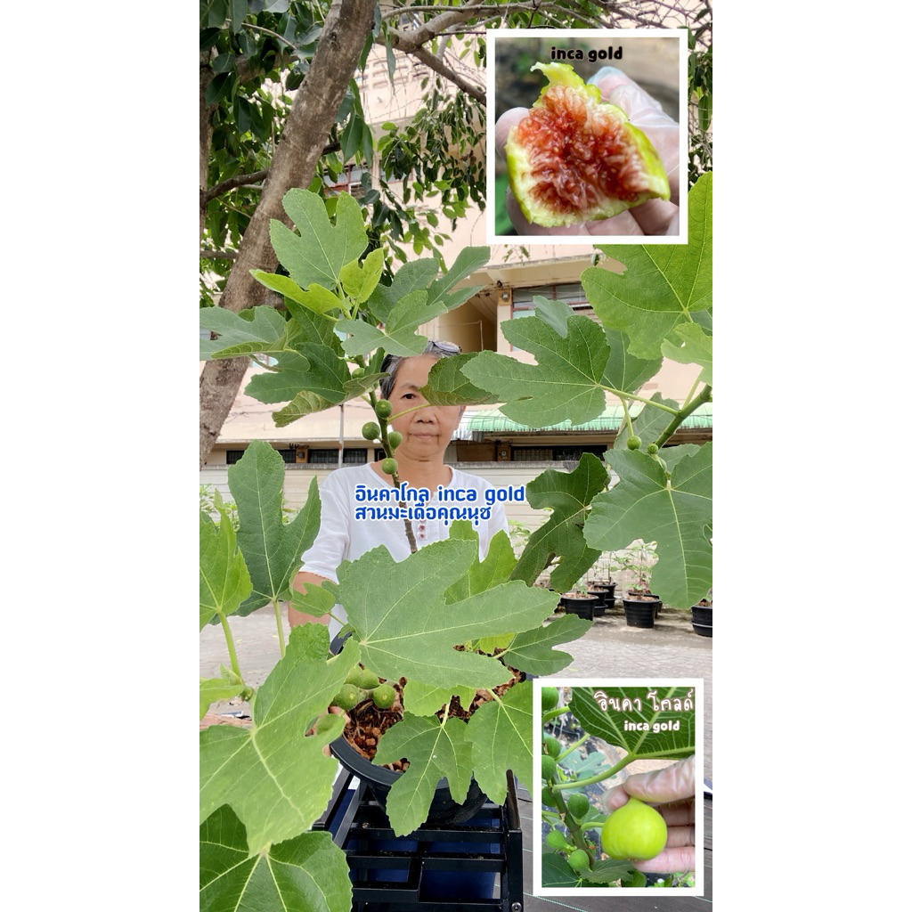 ต้นมะเดื่อฝรั่ง อินคาโกลด์ติดผลดกมาก inca gold figs tree with fruits
