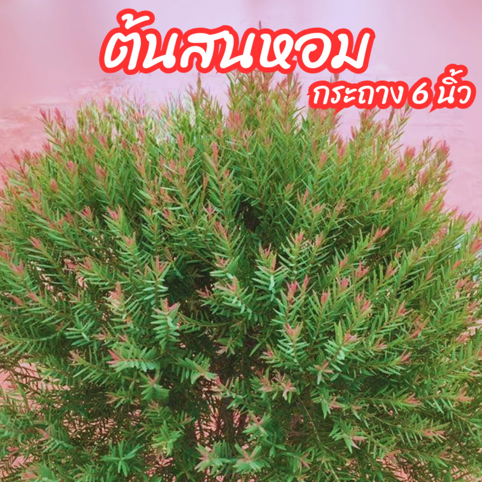 ต้นสนหอม สนหอมยอดแดง กระถาง 6 นิ้ว ไม้ประดับ จัดสวน