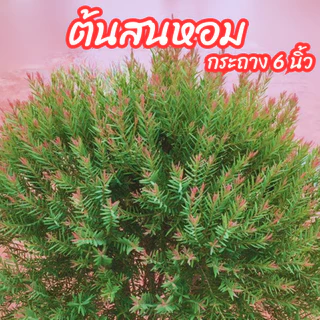 ต้นสนหอม สนหอมยอดแดง กระถาง 6 นิ้ว ไม้ประดับ จัดสวน