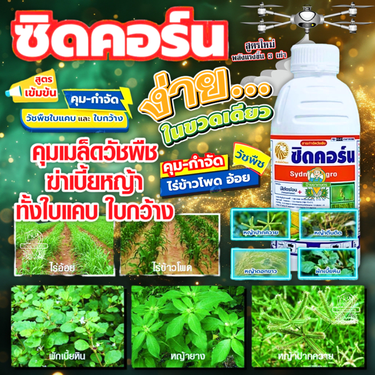 ซิดคอร์น 1 ลิตร (มีโซไตรโอน+อะทราซีน) กำจัด-คุมหญ้าใบเเคบ ใบกว้าง ในอ้อย ข้าวโพด ฉีดทับได้เลย