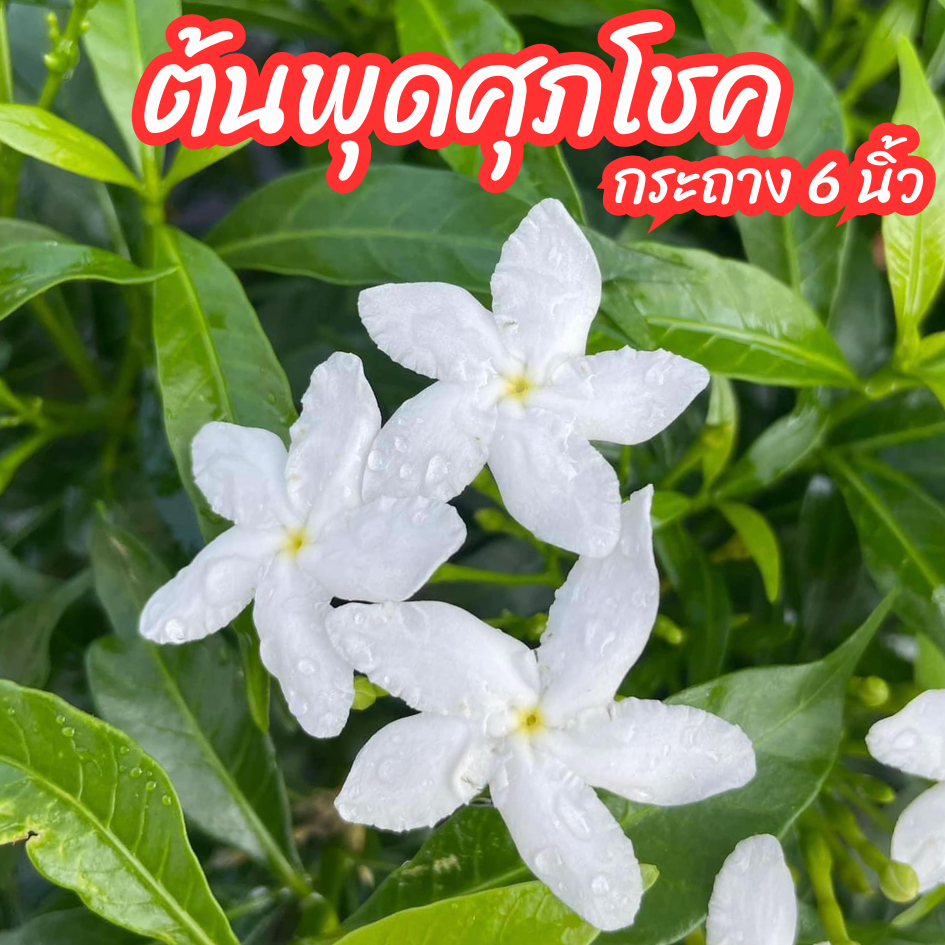 ต้นพุดศุภโชค ไม้ดอก ไม้มงคลทรงพุ่มทนแดด ออกดอกทั้งปี