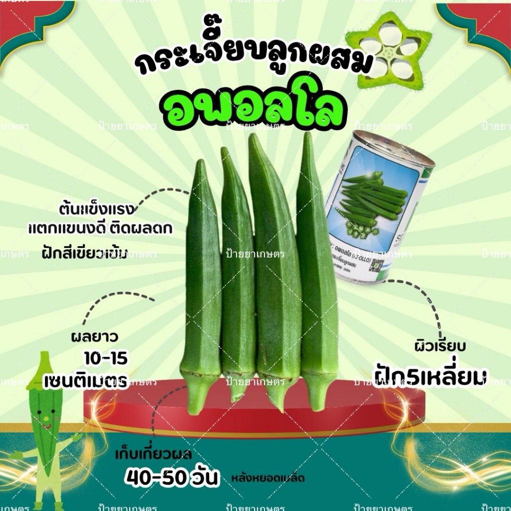 เมล็ดกระเจี๊ยบเขียว อพอลโล F1 Apollo ฝักสีเข้ม 5เหลี่ยม รูปที่ 3