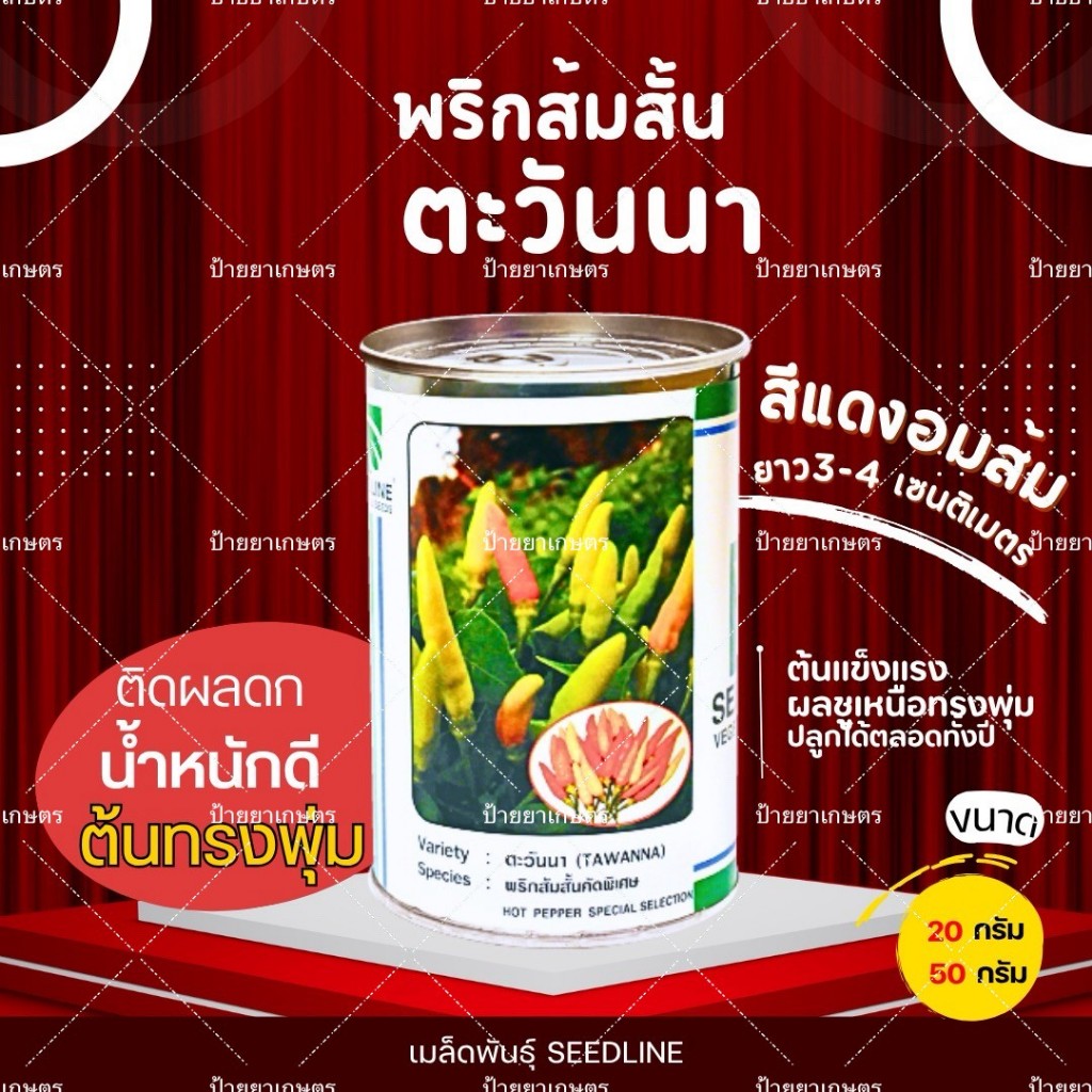 เมล็ดพันธุ์ พริกส้มสั้น ตะวันนา ขนาด 20กรัม 50กรัม ตราซีดไลน์ ติดผลดกมาก ผลชู ต้นแข็งแรง สีส้มอมแดง