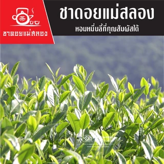 ชาอู่หลงสี่ฤดู เบอร์ 21 เกรดพรีเมี่ยม ชาอู่หลงแท้ทำจากยอดอ่อนบนสุด รสนุ่มหวานธรรมชาติ ชาดอยแม่สลอง