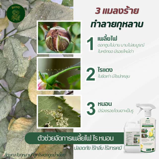 Rosy เซ็ทป้องกันก่อนเกิดโรคและแมลง [ยาเม็ด + สเปรย์เชื้อรา + สเปรย์เพลี้ยเขียว] เพลี้ยไฟ ไร หนอน เชื้อรา ใบเหลืองมีจุดดำ