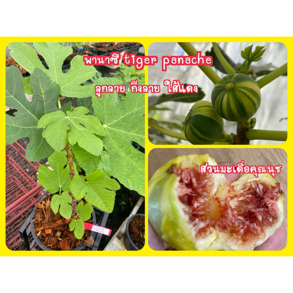 ต้นมะเดื่อฝรั่ง พานาซีไทเกอร์ ผลลาย ใส้แดง หวานจัด/tiger panache figs tree 8”potted