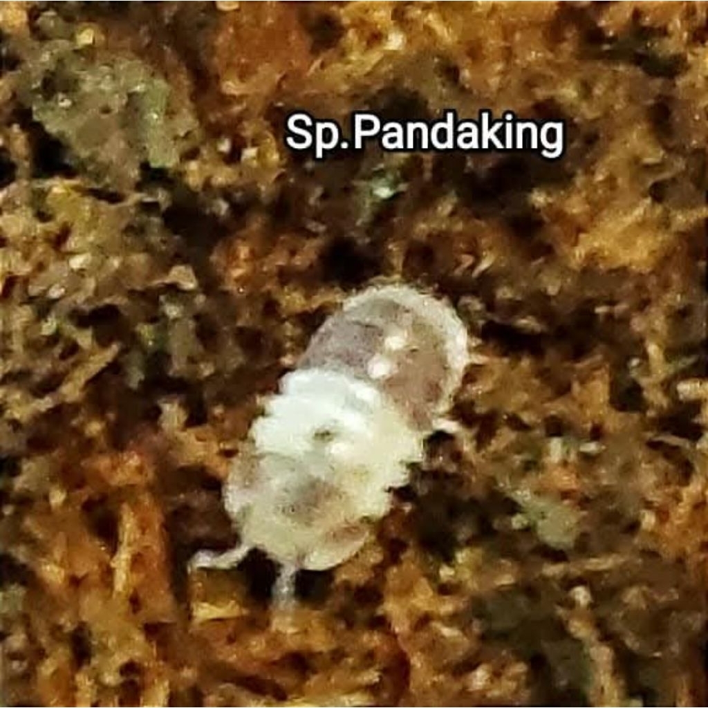 ชุดอาหารสัตว์ isopod panda king 1ต.