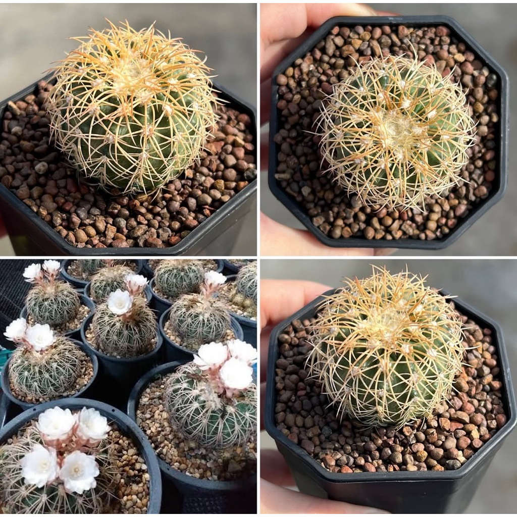 Discocactus Bahiensis: ดิสโก้บาไฮ ดิสโก้ แคคตัส กระบองเพชร
