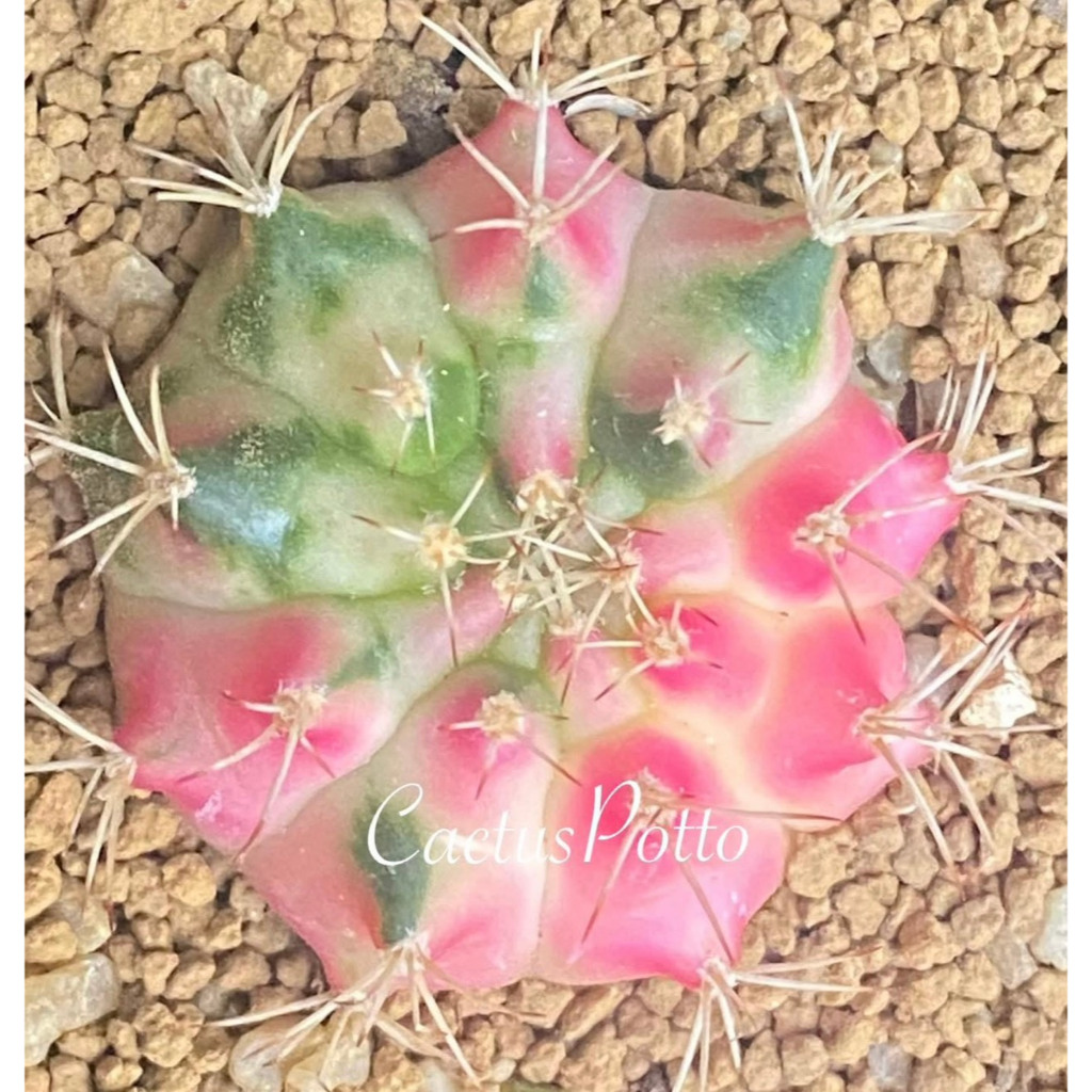❤️❤️มีส่งด่วน❤️❤️ยิมโน โคลน Pink Panther ของเพชรแต้มสี (PTS)🌵/Cactus /Gymno/Gymnocalycium/แคคตัส/ยิมโนด่าง/ไม้ชำหน่อ​