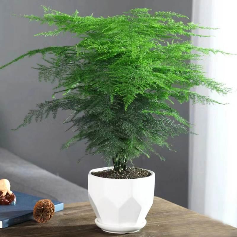 ปลูกง่าย 10 เมล็ด/ซอง เมล็ดพันธุ์ หน่อไม้ฝรั่งเฟิร์นต้น Asparagus Fern Tree Seeds Asparagus Fern Pla