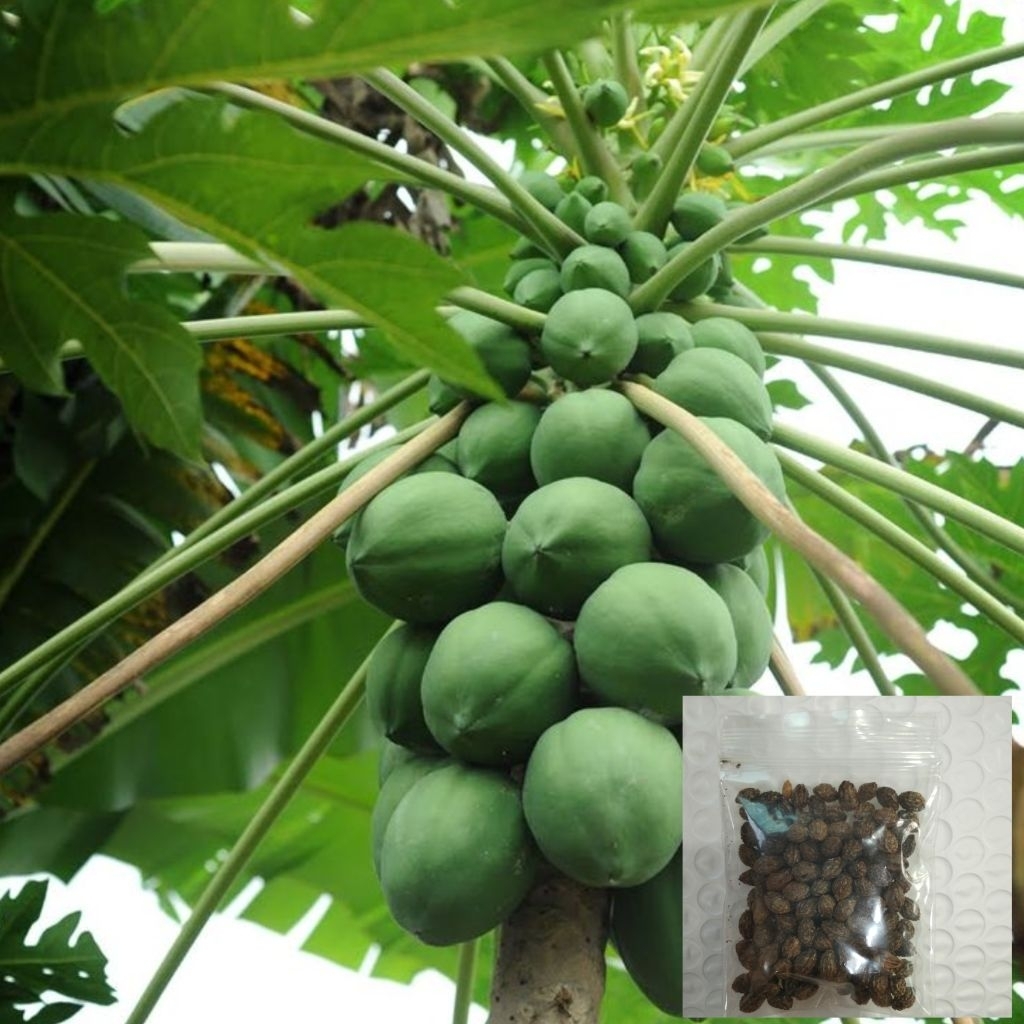 เมล็ดพันธุ์มะละกอบ้าน 100 เมล็ด 39 บาทซื้อ 2 แถม 1
