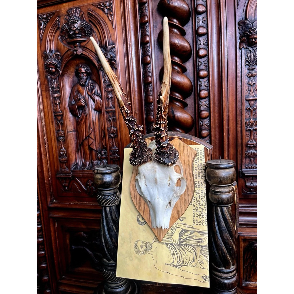 นำเข้า 🦌✨ กะโหลกกวางยุโรป Roe Deer (โรเดียร์) – ฟอร์มสวย เขายาวใหญ่ มะระเขาหนาม มงกุฏใหญ่ พร้อมแป้นแ