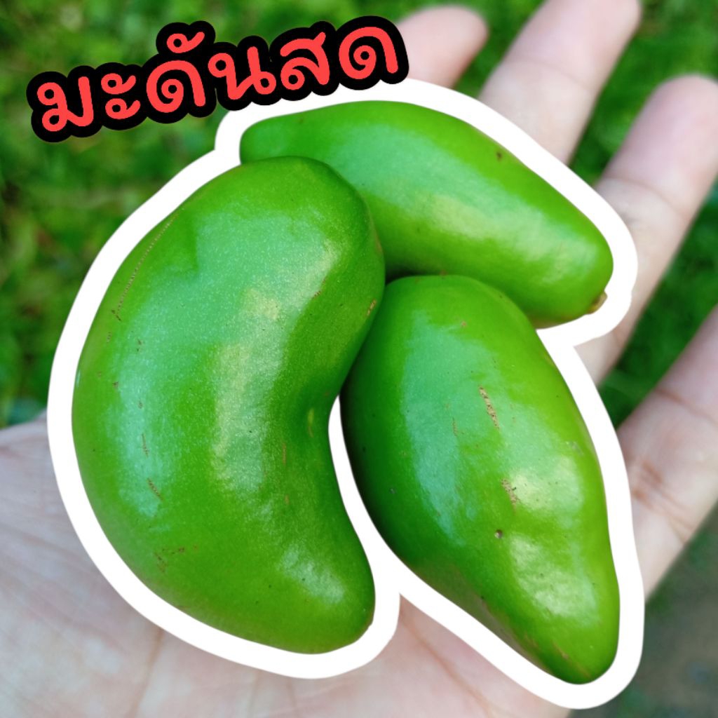 มะดันสด เก็บสดจากสวน (เก็บสดทุกออเดอร์)