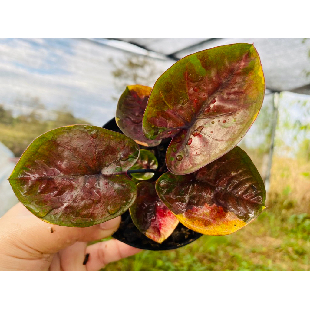 เงาจันทร์ บอนสีหน้าเข้ม ้งาวับ ต้นแข็งแรงรากเดินดี จัดส่งกระถาง4“ ทักแชทเพิ่มเติมได้ค่ะ