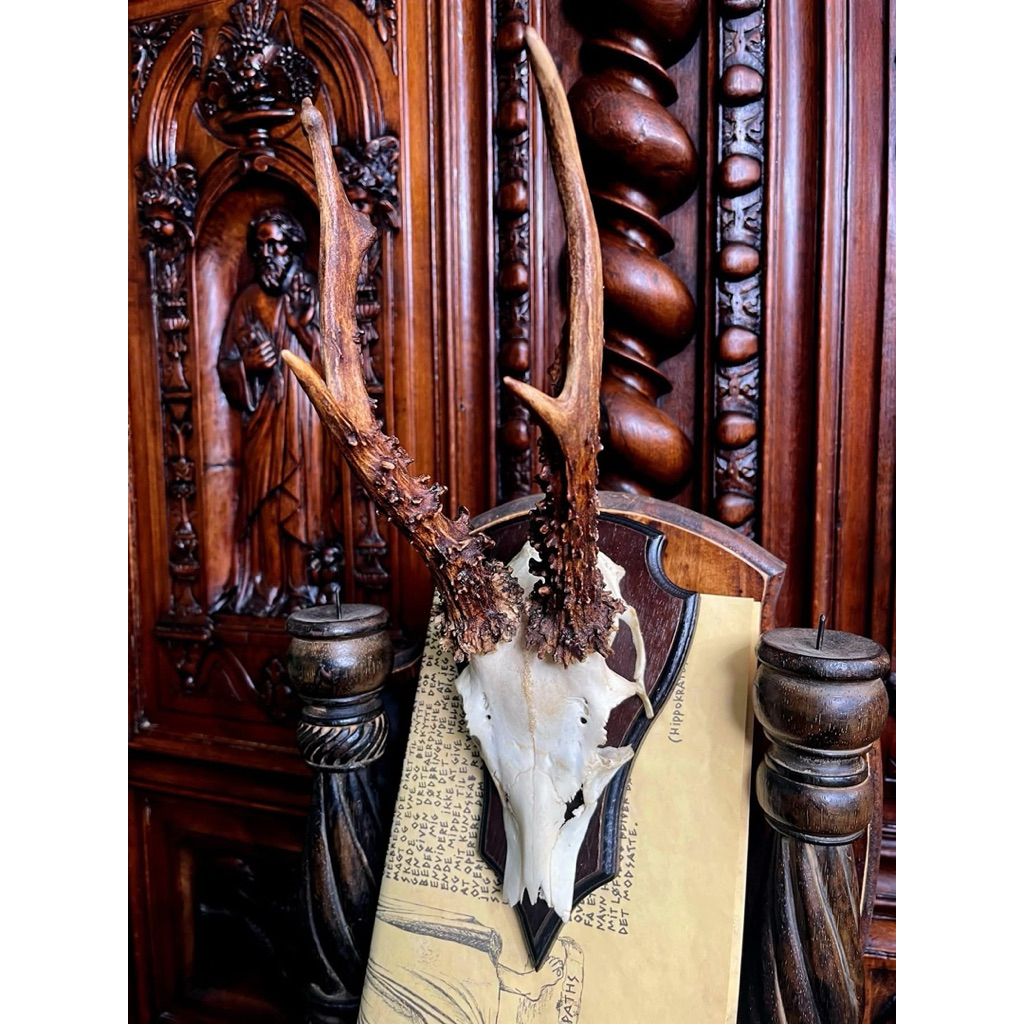 นำเข้า 🦌✨ กะโหลกกวางยุโรป Roe Deer (โรเดียร์) – ฟอร์มสวย เขายาวใหญ่ มะระเขาหนาม มงกุฏใหญ่ พร้อมแป้นแ