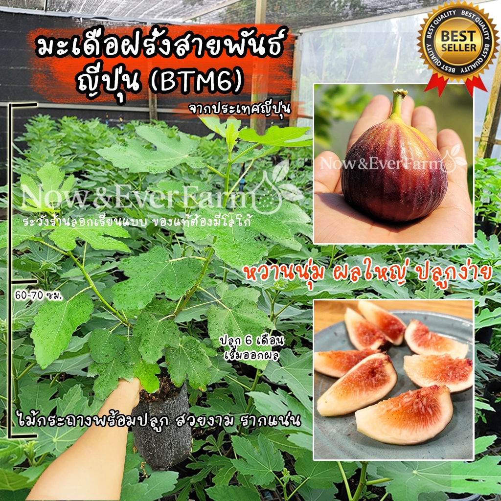 มะเดื่อฝรั่ง สายพันธ์ BTM6 หรืออีกชื่อคือ มะเดื่อญี่ปุ่น ต้นสวยงาม แข็งแรง รากแน่น พร้อมปลูก!!!