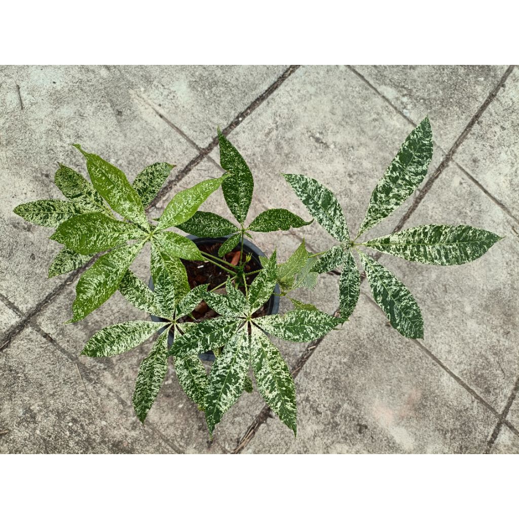 ต้นศุภโชคด่าง (Malabar Chestnut Variegated)