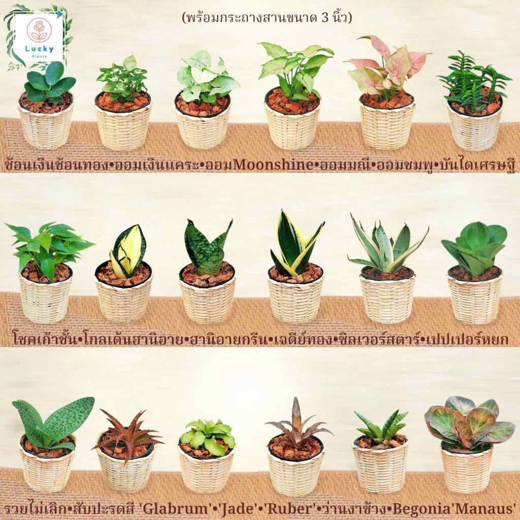 ☘️ต้นไม้มงคล พร้อมกระถางสานไม้ไผ่ ขนาดเล็ก 3 นิ้ว ช่วยฟอกอากาศ เหมาะสำหรับตั้งโต๊ะ,แต่งห้อง,บ้าน,ร้าน,คาเฟ่,เป็นของขวัญ