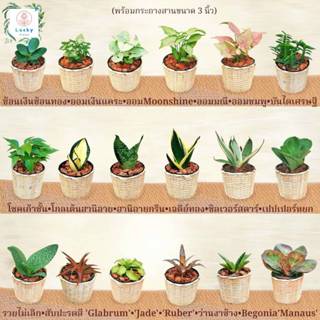 ☘️ต้นไม้มงคล พร้อมกระถางสานไม้ไผ่ ขนาดเล็ก 3 นิ้ว ช่วยฟอกอาก…