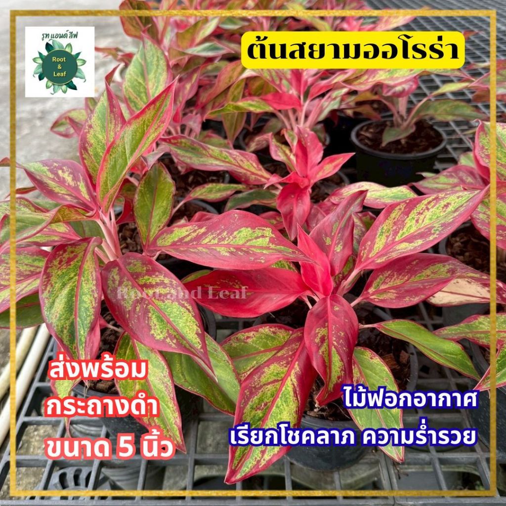 ต้นสยามออโรร่า หรือ อัลโกนีมาสีแดง ส่งพร้อมกระถางดำ 5 นิ้ว ต้นไม้ฟอกอากาศ เรียกโชคลาภ ความร่ำรวย