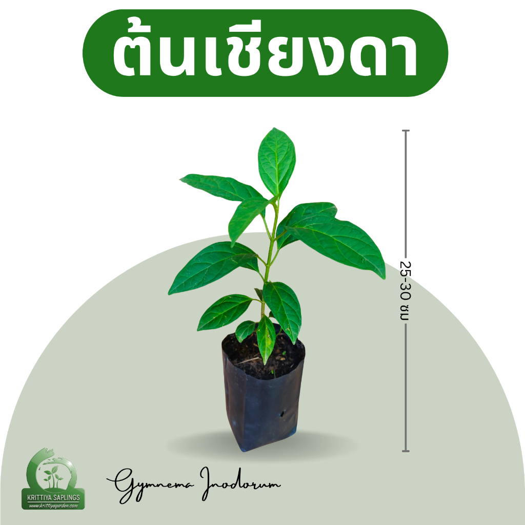 ต้นกล้าเชียงดา (ต้นพันธุ์ผักเชียงดา ผักจินดา) กฤติยาพันธุ์ไม้ - เพาะจากเมล็ด แข็งแรง โตเร็ว อายุยืน