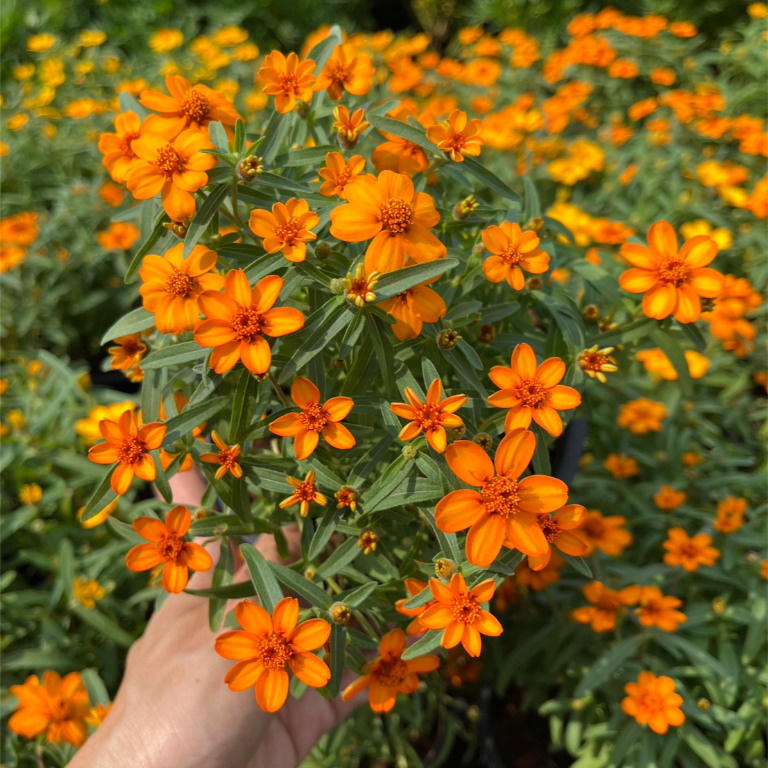 ต้นกระดุมส้ม กระดุมแสด ดอกสีส้มเล็กๆน่ารักสดใส Narrow leaf Zinnia