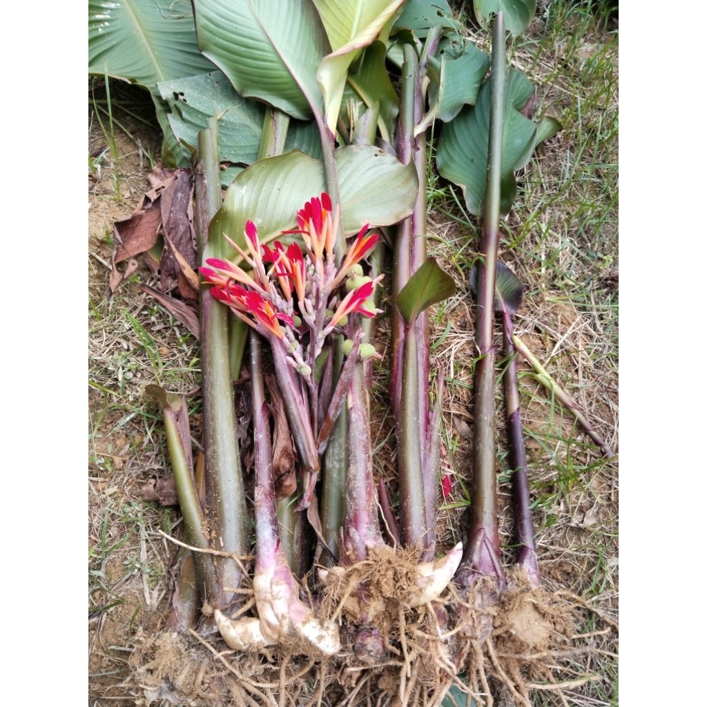 สาคู​จีน​ พุทธ​รักษาจีน พุทธรักษากินหัว ขายหน่อปลูก​1ชุด​5หน่อ100บาท