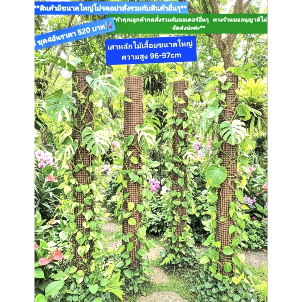เสาหลักไม้เลื้อยขนาดใหญ่สูง96-97cm1ชุดมี4อันราคา520บาท
