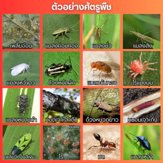 ไซเพอร์เมทริน + โพรฟีโนฟอส (น็อค + ดูดซึม) : หนอนใยผัก หนอนเจาะผล เพลี้ยจักจั่น แมลงหวี่ขาว หนอนกระทู้ หนอนกอ เพลี้ยอ่อน