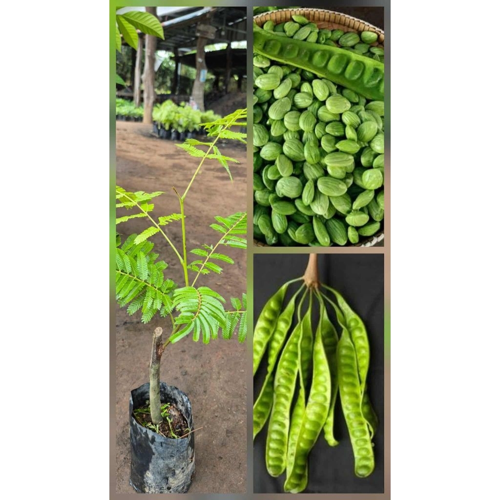 ต้นสะตอตรัง สะตอพันธุ์ตรัง1  ต้นพร้อมปลูก แบบติดตา
