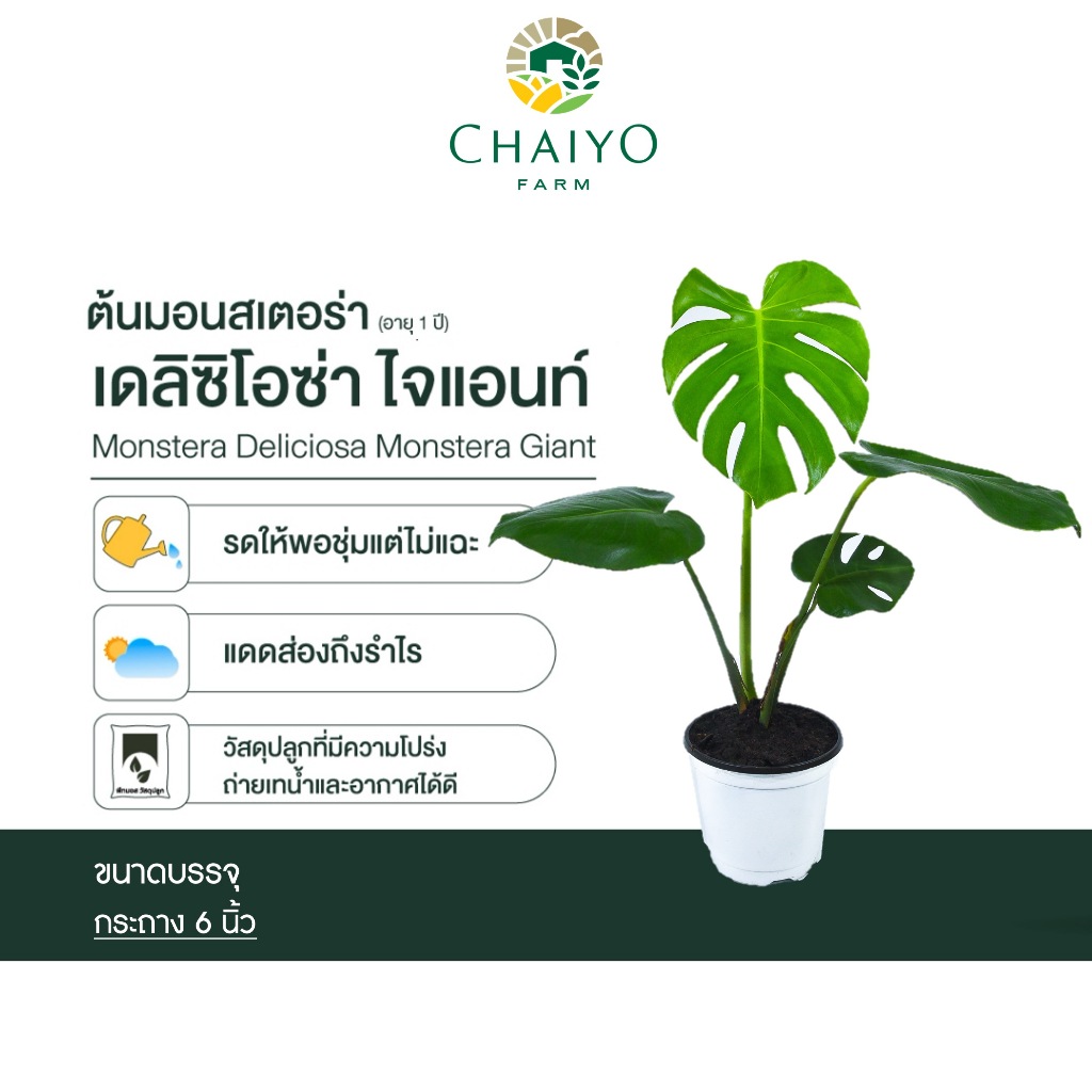 ต้นมอนสเตอร่า เดลิซิโอซ่า ไจแอนท์  (Monstera Deliciosa Monstera Giant) กระถาง 6 นิ้ว อายุ 1 ปีขึ้นไป