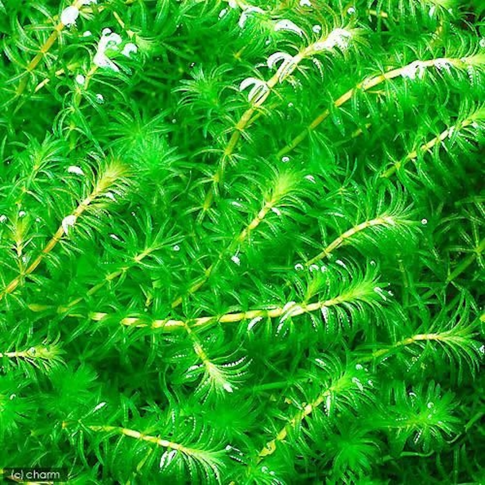 สาหร่ายหางกระรอกแท้ (Hydrilla verticillata) 15 ต้น