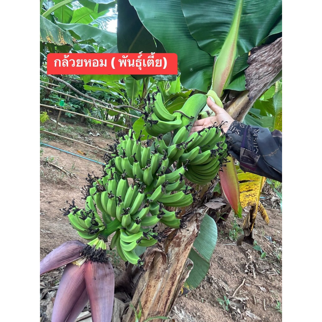 หน่อกล้วยหอมเตี้ย หน่อหอมพันธุ์เตี้ย จำนวนหวีเยอะรสชาติหวาน