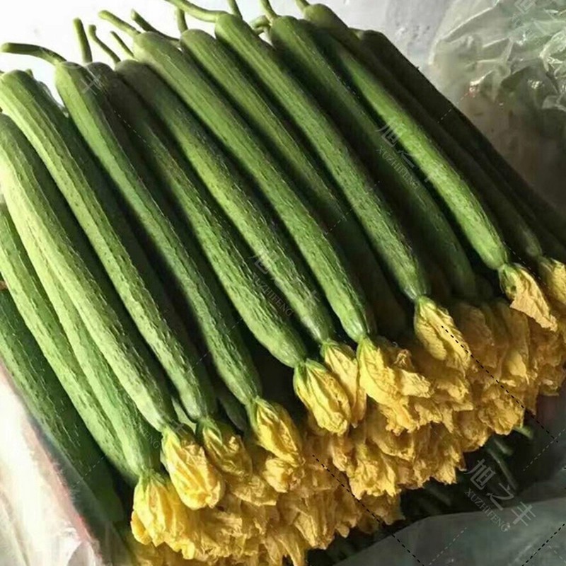 40เมล็ด/ซอง Long Luffa Seeds เมล็ดพันธุ์ บวบหอมยาว Long Loofah Sponge Gourd Patola Seeds for Planting Vegetable Plant - รูปที่ 6