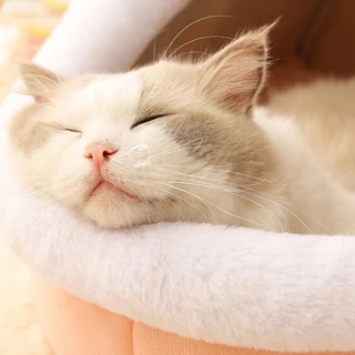 🐱 ถ้ำแมว 😻， เตียงแมวกึ่งปิดรังแมวโดมสะดวกสบายอ่อนนุ่มถอดออกได้อุ่นล้างทำความสะอาดได้สำหรับสุนัขและแมว