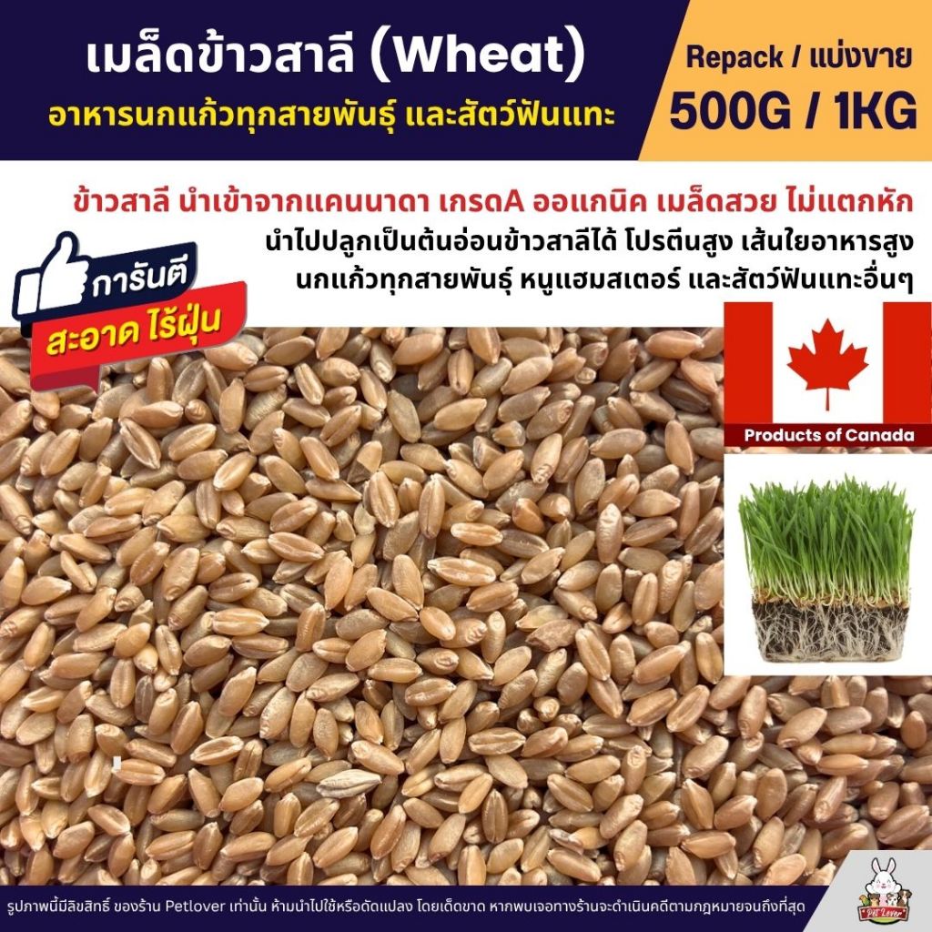 เมล็ดข้าวสาลี (Wheat) อาหารนกแก้วทุกสายพันธุ์ และสัตว์ฟันแทะ (แบ่งขาย 500G / 1KG)